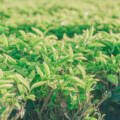 How Do They Grow and Gather Beautiful Tea Leaves?