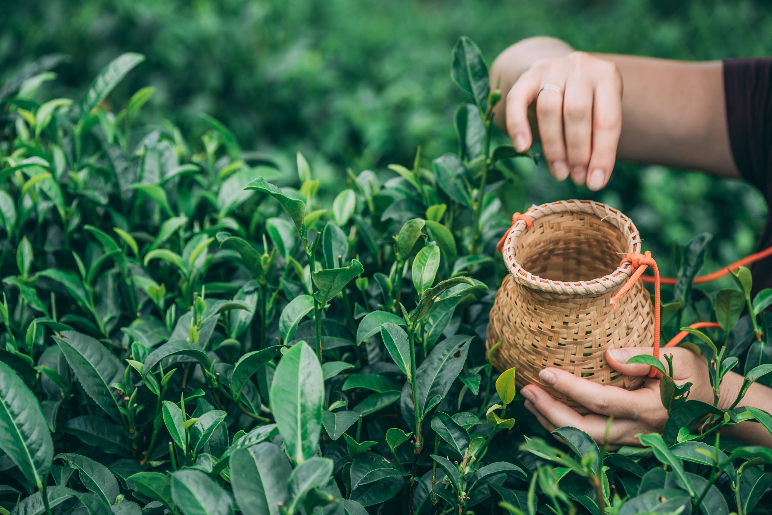 A selective focus shot of a female collecting tea leaves