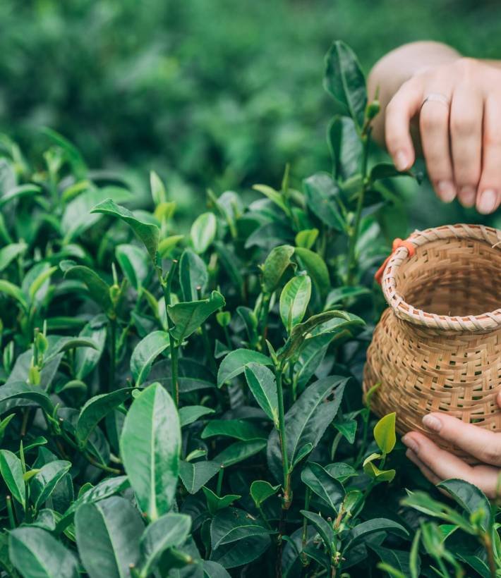 Selective focus shot of a female collecting tea leaves A selective focus shot of a female collecting tea leaves